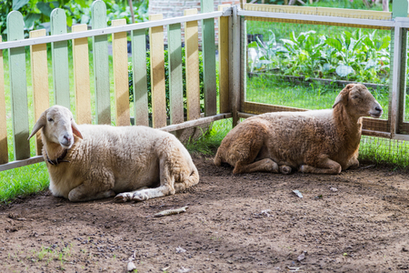 sheepの写真素材