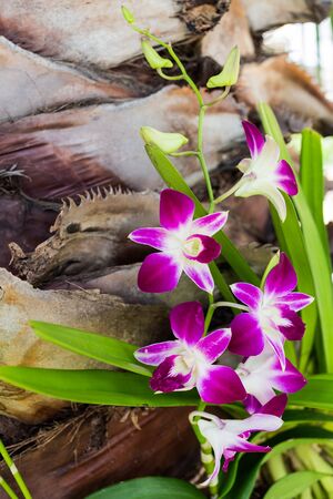Purple orchidの写真素材