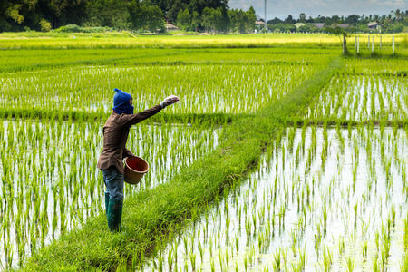 thai farmer working on rice field applying fertilizerの写真素材