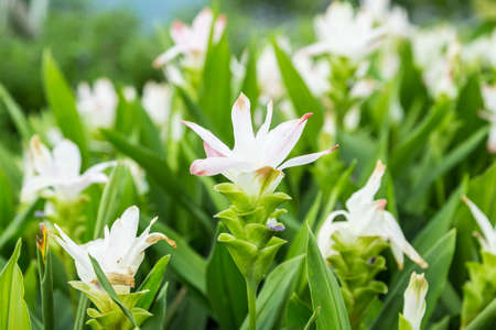 Curcuma alismatifolia, Siam tulip or snow white curcuma  in the garden.の写真素材