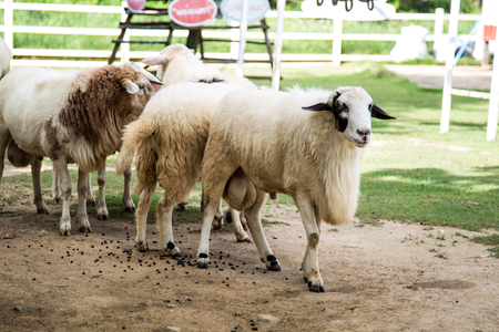 Sheep Family Livestock on a Farmの写真素材