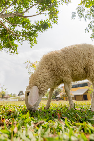 Sheep Family Livestock on a Farm in Chiangmai Thailandの写真素材