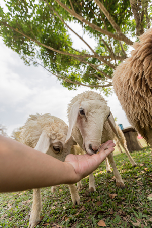 Sheep Family Livestock on a Farm in Chiangmai Thailandの写真素材