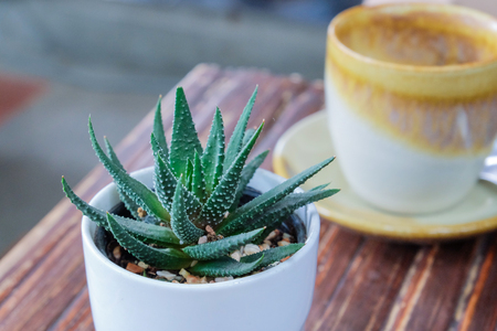 small aloe  cactus in white pot on wood tableの写真素材