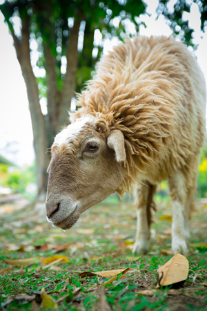 Sheep Family Livestock on a Farm in Chiangmai Thailandの写真素材