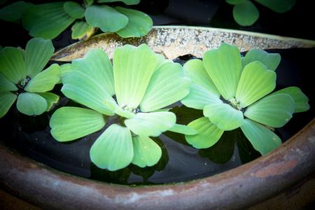 Close up of many green duckweed plant floating in big water potの写真素材