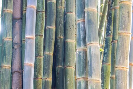 Bamboo forest wallの写真素材