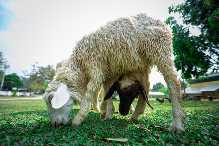 Sheep Family Livestock on a Farm in Chiangmai Thailandの写真素材