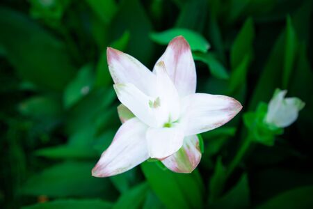 Close up of top view of white Siam tulip