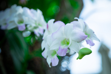 Close up of pink and white Orchidの写真素材