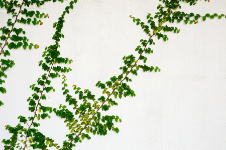 Green creeper on white  wall