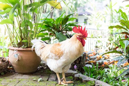 Free range chickens on garden