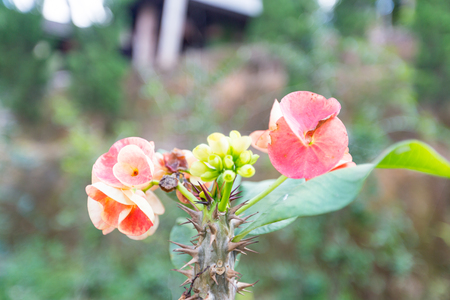 Red Euphorbia milli Desmoulの写真素材