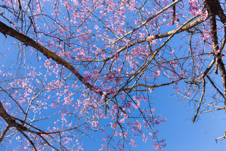 Pink Sakura flower blooming on sky backgroundの写真素材