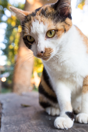 Beautiful young cat natural backgroundの写真素材