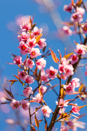 Pink Sakura flower blooming on sky backgroundの写真素材