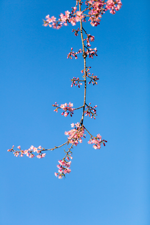 Pink Sakura flower blooming on sky backgroundの写真素材