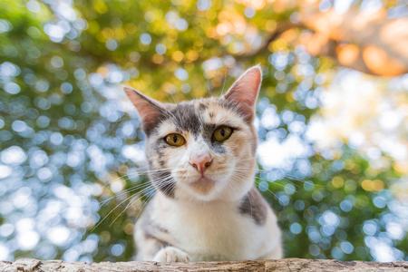 Beautiful young cat natural bokeh  backgroundの写真素材