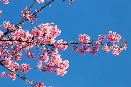 Pink Sakura flower blooming on sky background