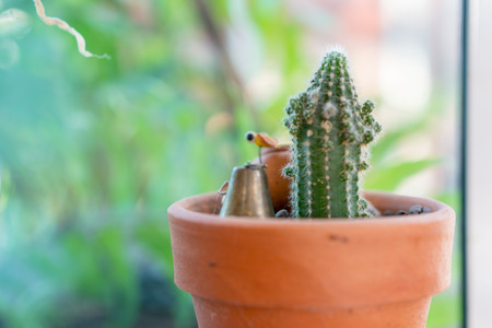 Cactus planted in potsの写真素材