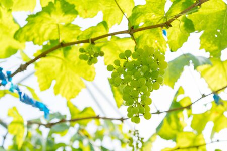 Green grapes at a vineyardの写真素材