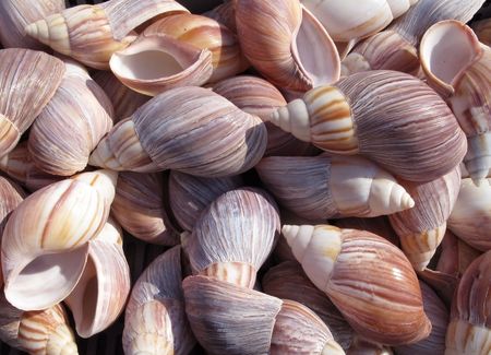 a lot of colorful sea shell as background