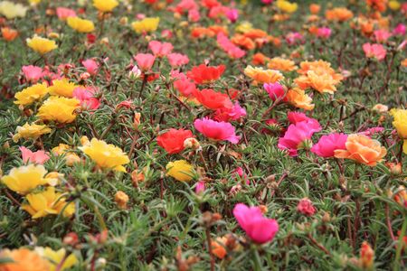 Floral background with selective focus at the centerの写真素材