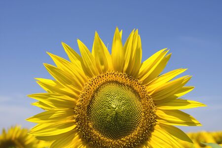 Yellow sunflower and blue sky の写真素材