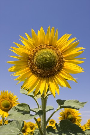 Beautiful yellow sunflower on a blue skyの写真素材