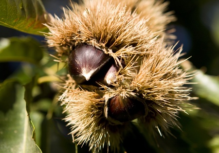 Chestnuts on the treeの写真素材