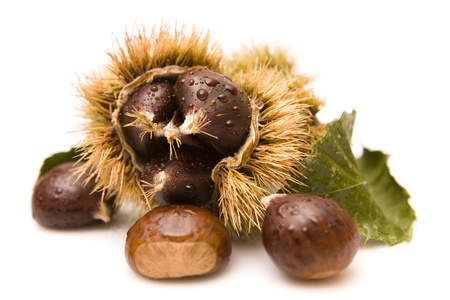 Chestnuts in a husk isolated on whiteの写真素材