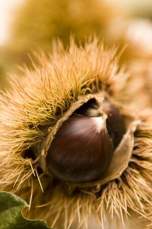 Autumn colors - Chestnut in a huskの写真素材