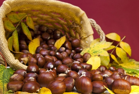 Chestnuts and yellow leaves on a red background の写真素材