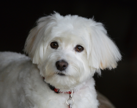 Fluffy White Dog