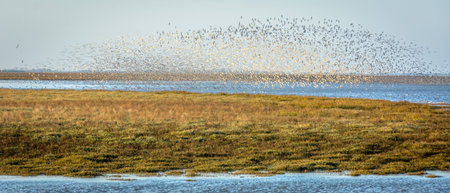 Birds flocking over the north sea at Snettisham UKの写真素材
