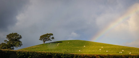 Sheep on a windy hill with rainbowの写真素材