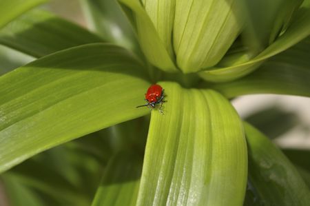 A beautiful flower with beautiful colors and a insectの写真素材