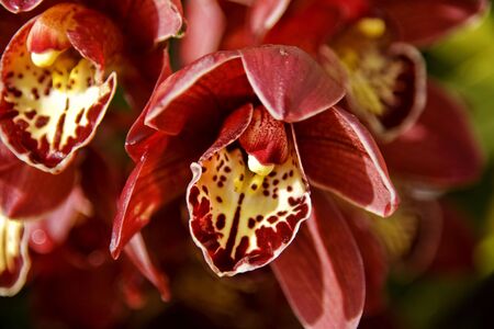 Amazing red orchidの写真素材