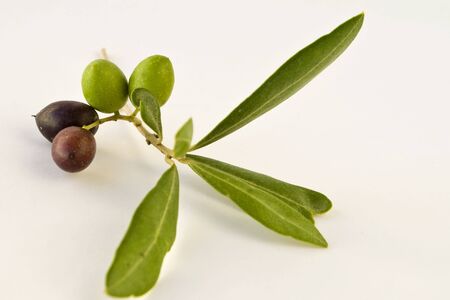 Oliveの写真素材