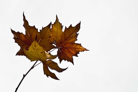 Autumn Leavesの写真素材