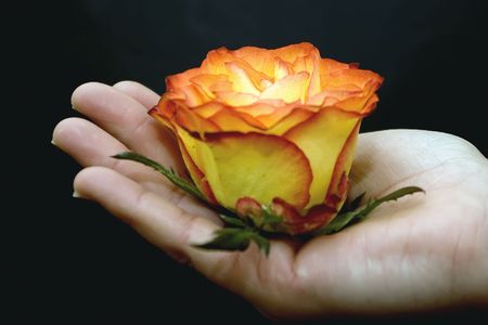 Human hand holding a beautiful flower with amazing colorsの写真素材