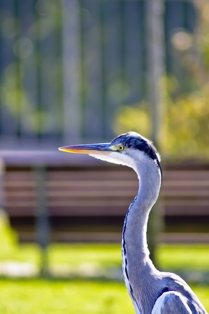 Egret portrait with amazing colors. She was waiting for some food.の写真素材