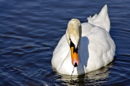 Cute duck in water with amazing colorsの写真素材