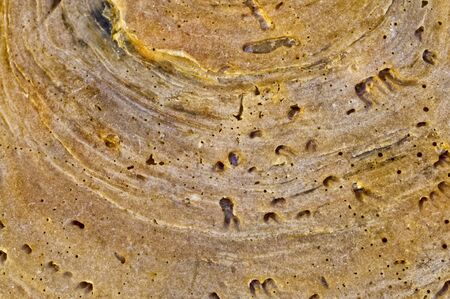 Abstract background made from a stone with good colors