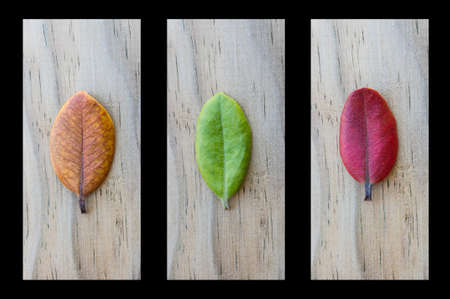 Amazing photo with three diferent leaves in wood background