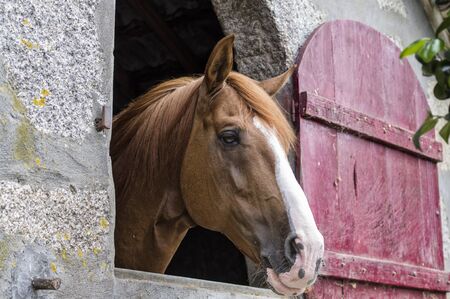 Amazing horse photo with great colors and lightの写真素材