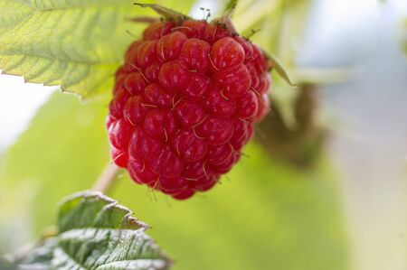 Amazing raspberry with great background colors