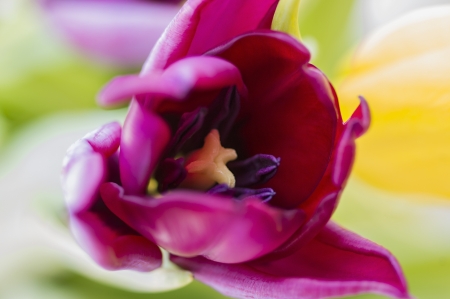 Tulip interior with great colors and amazing backgroundの写真素材