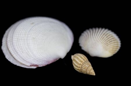 Amazing seashells photo in black backgroundの写真素材