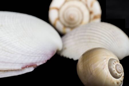 Amazing seashells photo in black background